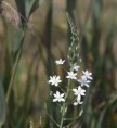 /album/galleria-foto-flora/pianta-08-jpg1/